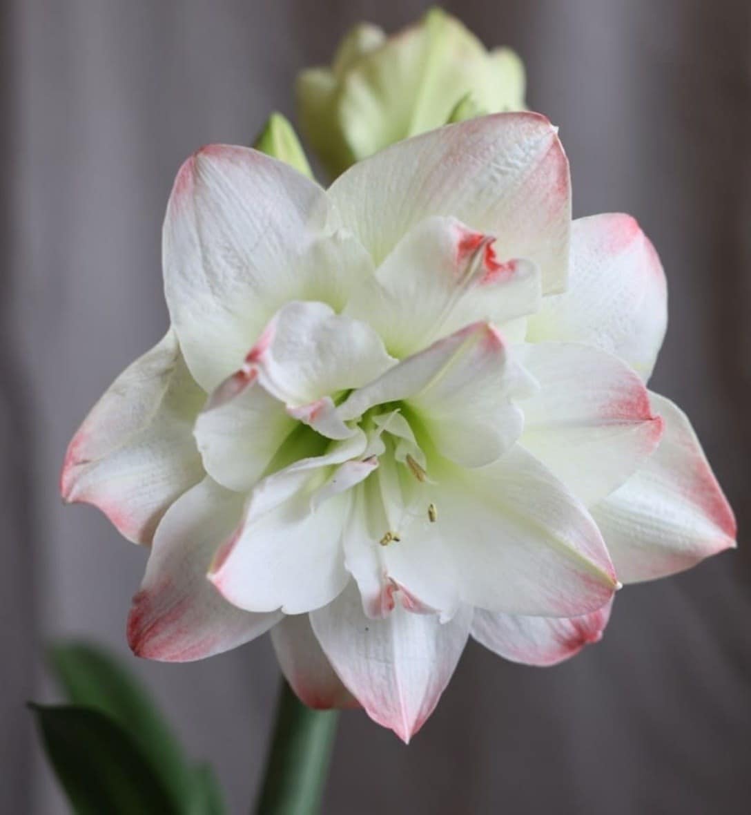 Amaryllis bulbs