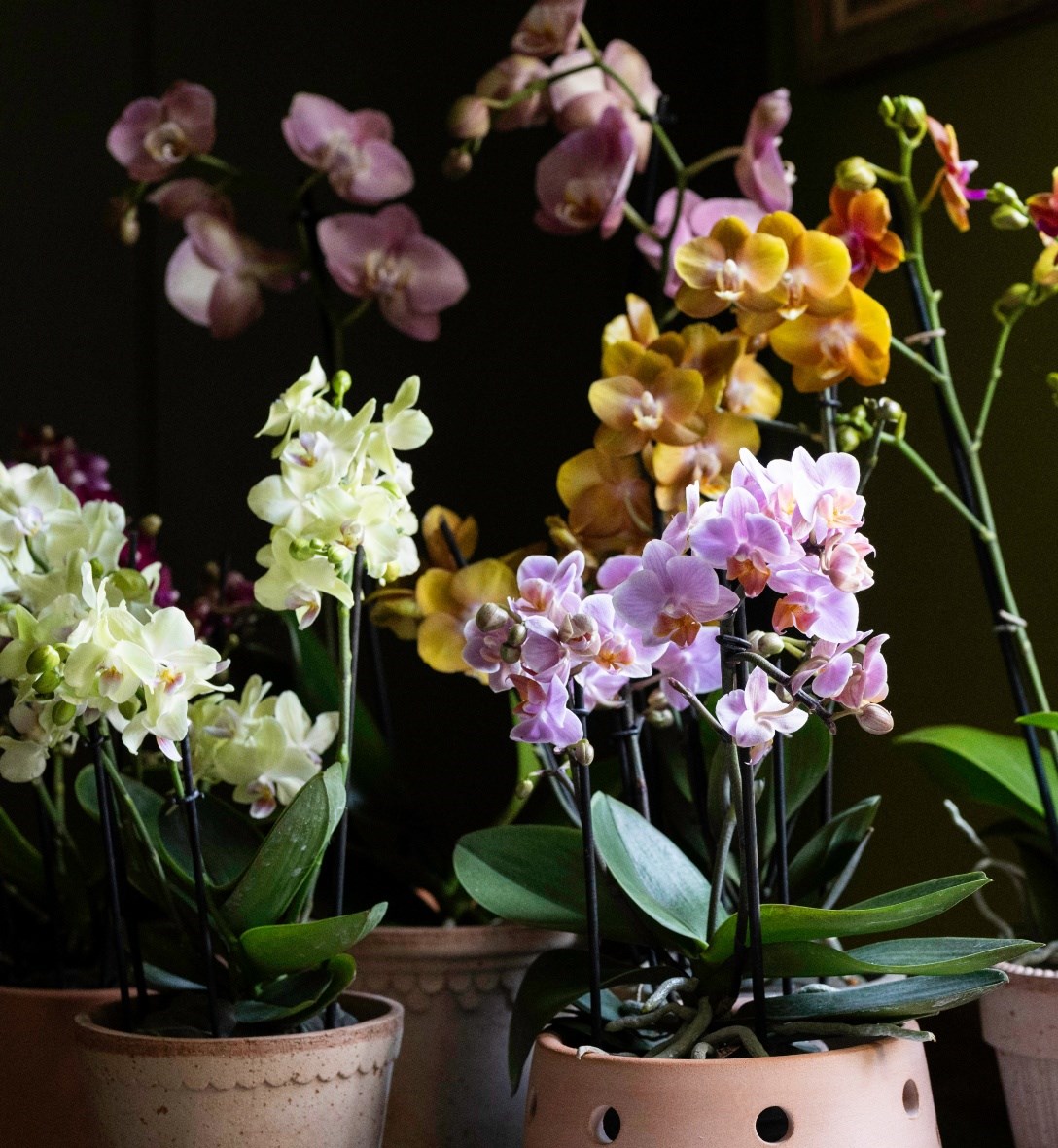 The orchid collection