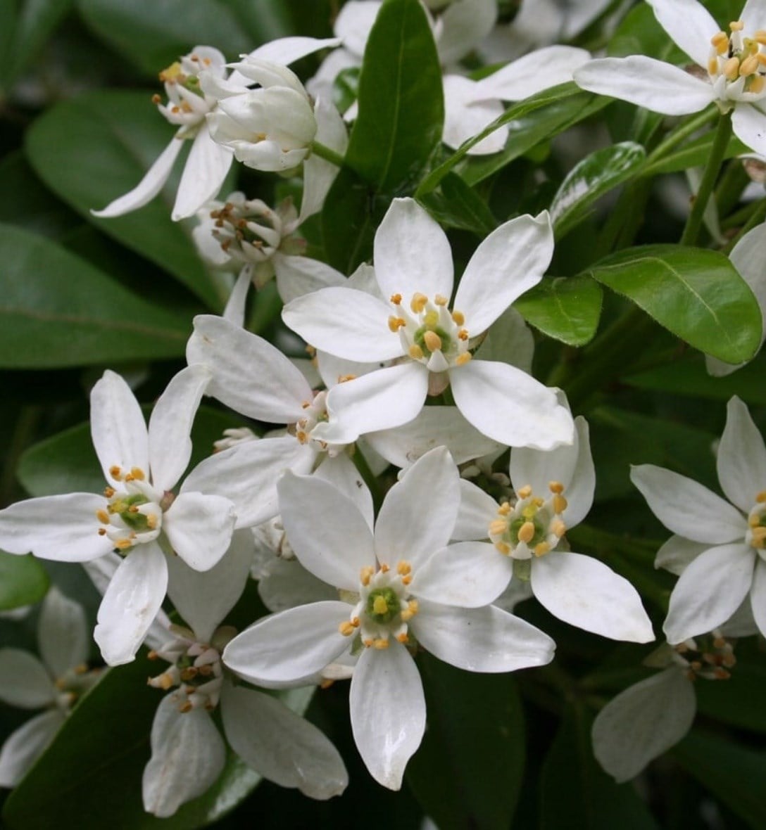 Early winter interest plants