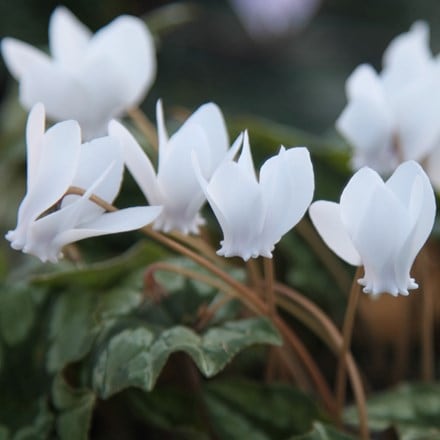 <i>Cyclamen hederifolium</i> var. <i>hederifolium</i> f. <i>albiflorum</i>