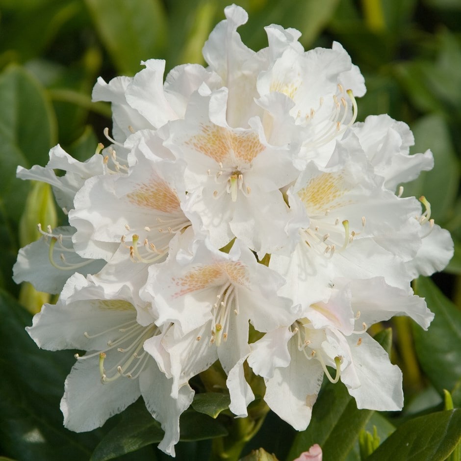 Rhododendrons