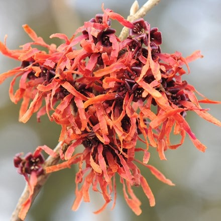 <i>Hamamelis</i> × <i>intermedia</i> 'Jelena'