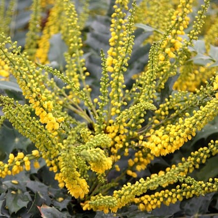 <i>Mahonia</i> × <i>media</i> 'Winter Sun'