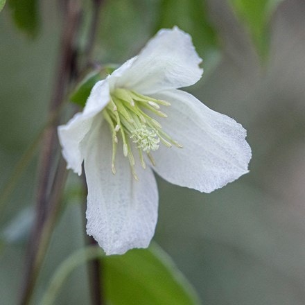<i>Clematis cirrhosa</i> 'Jingle Bells'