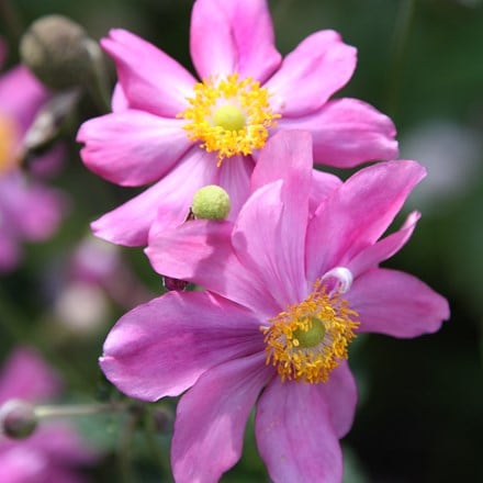 Anemone hupehensis var. japonica Prinz Heinrich
