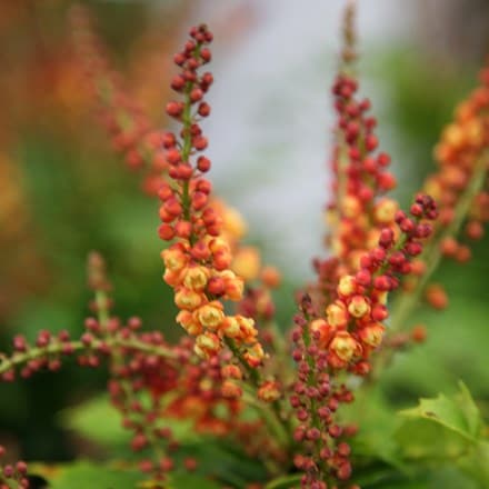 <i>Mahonia nitens</I> 'Cabaret' (PBR)