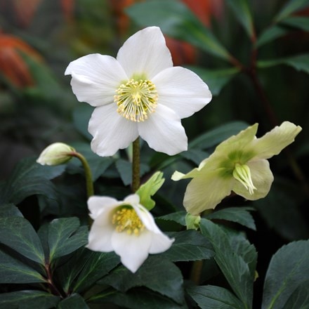 <i>Helleborus niger</i> 