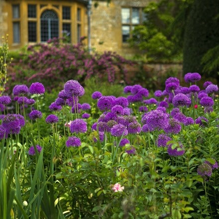Allium hollandicum Purple Sensation