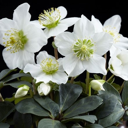 <i>Helleborus niger</i> 'Christmas Carol'