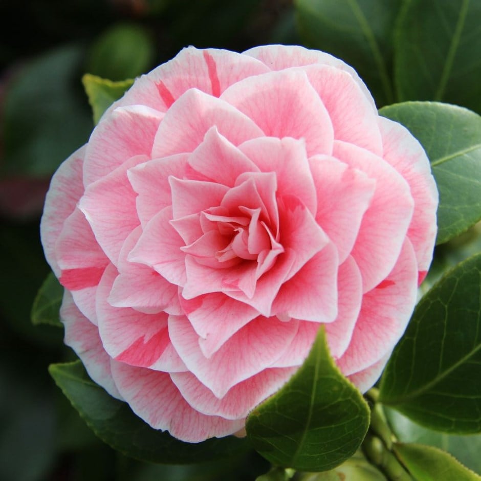 Camellias
