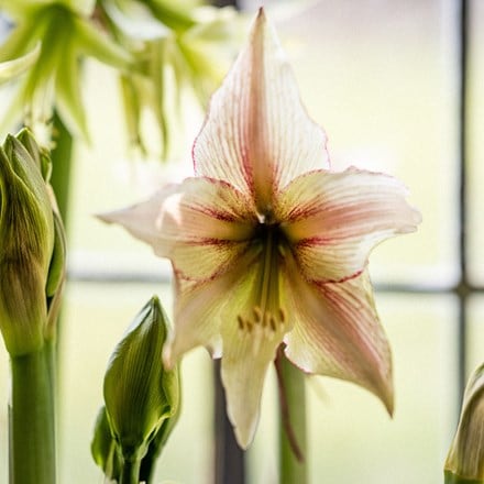 <i>Hippeastrum</i> '(Diamond Group) Green Magic'