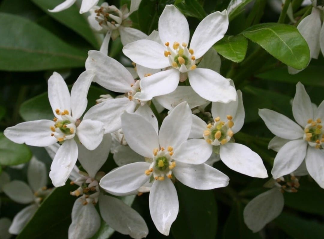 Early winter interest plants