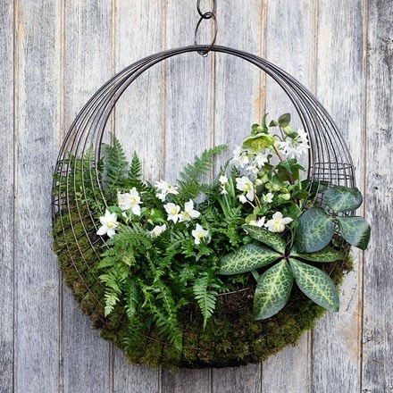Living wreath basket - medium