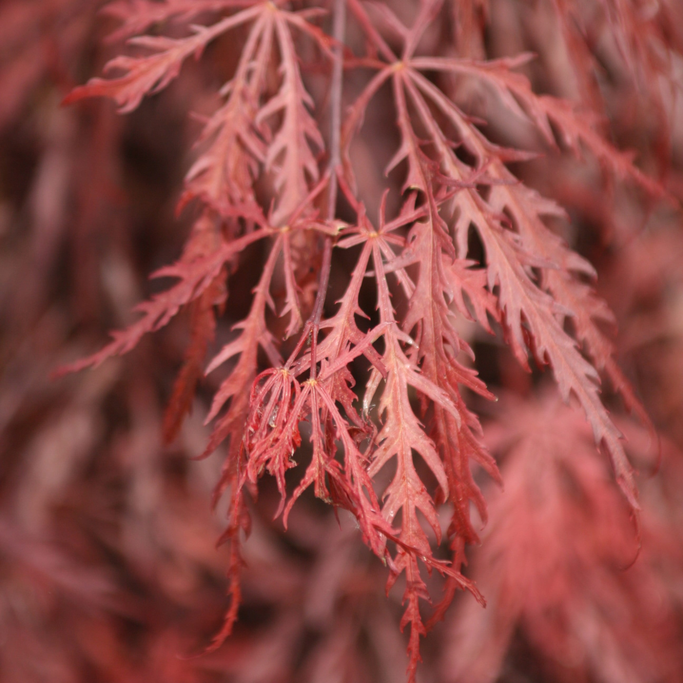 Acers